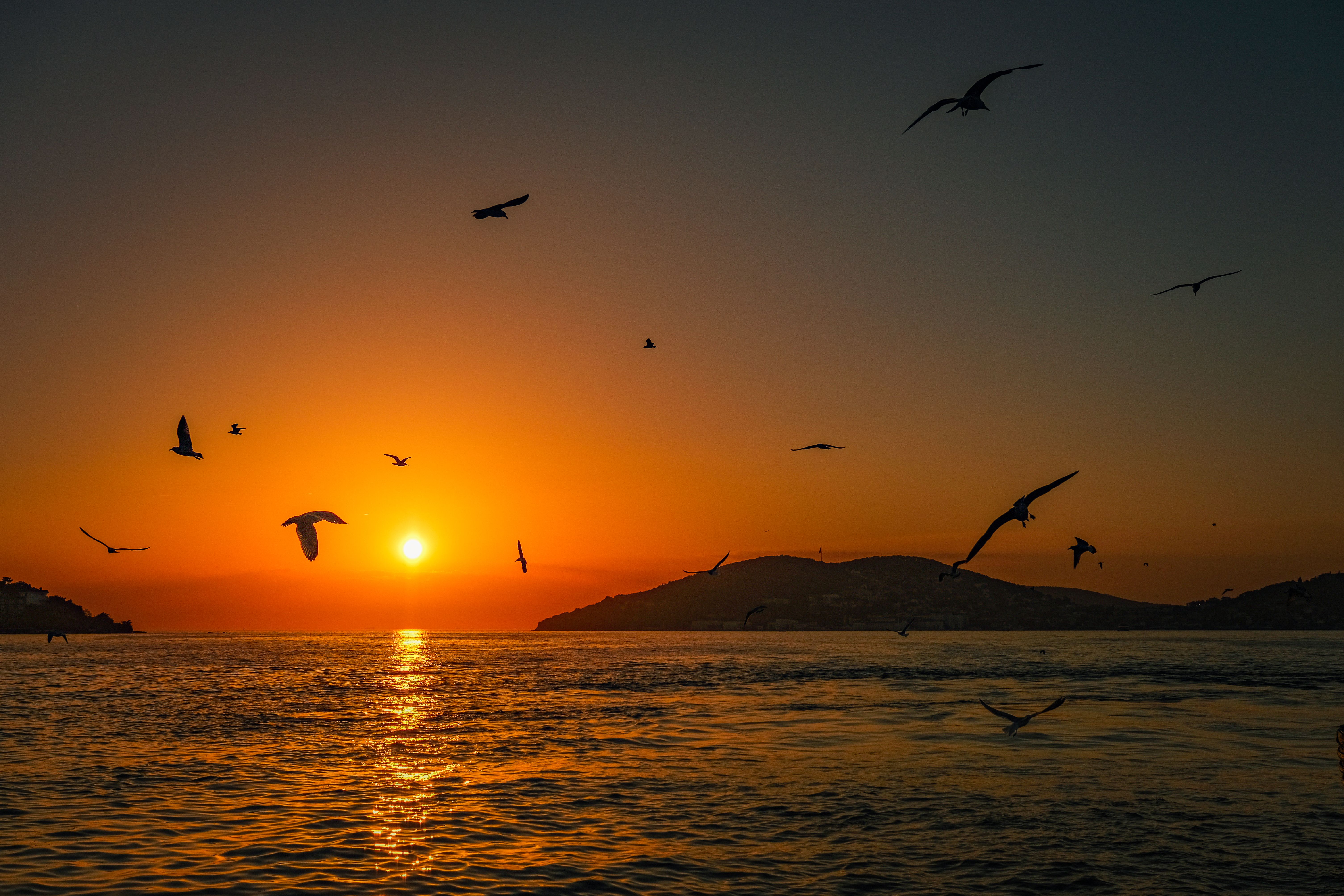 Sunset Birds Sea Wallpapers Seagull Flying In The Beautiful Sky