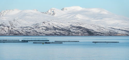 Gratis lagerfoto af bjerg, fisk, fiskeopdræt