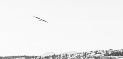 Бесплатное стоковое фото с mouette, oiseau, черно-белый