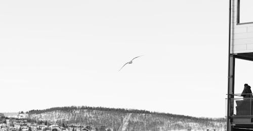 Δωρεάν στοκ φωτογραφιών με mouette, noir et blanc, oiseau