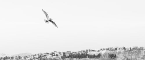 Бесплатное стоковое фото с mouette, oiseau, черно-белый