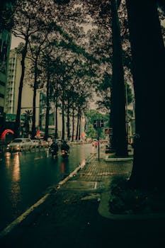 Moody urban street scene with wet pavement and tall trees on a rainy day.
