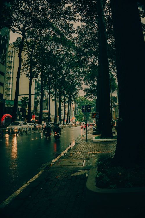 Free Moody urban street scene with wet pavement and tall trees on a rainy day. Stock Photo