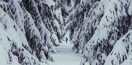 Coniferous Trees Covered with Snow 