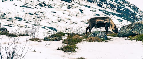 Ilmainen kuvapankkikuva tunnisteilla arktinen, lumi, Norja