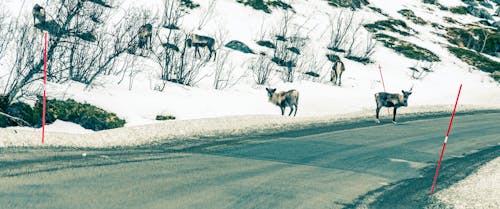 Free stock photo of arctic, norway, reindeer