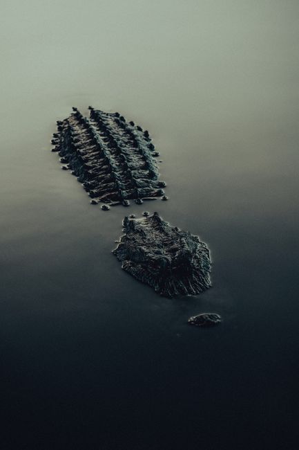 A serene image of an alligator partially submerged in a calm lake, showcasing wildlife in natural habitat.