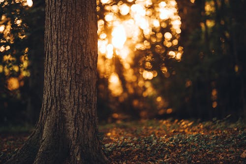 Foto d'estoc gratuïta de arbre, bosc, caure