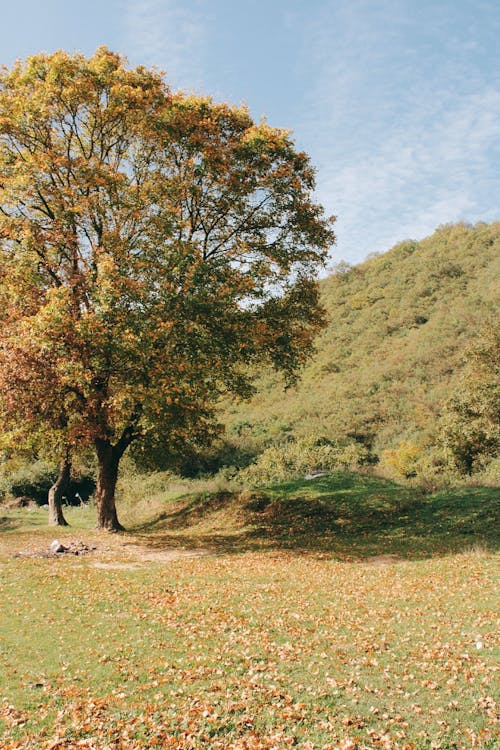 Kostenloses Stock Foto zu außerorts, bäume, gebüsch