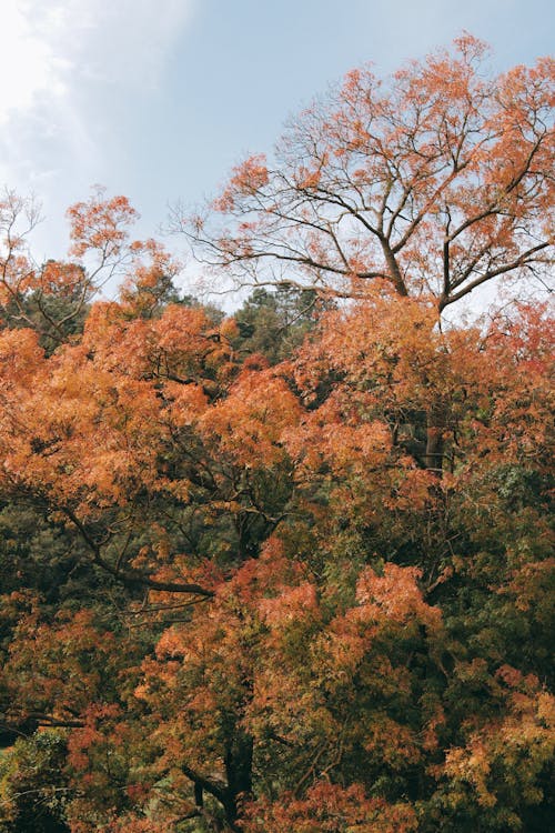 オレンジ色の葉, パーク, フローラの無料の写真素材