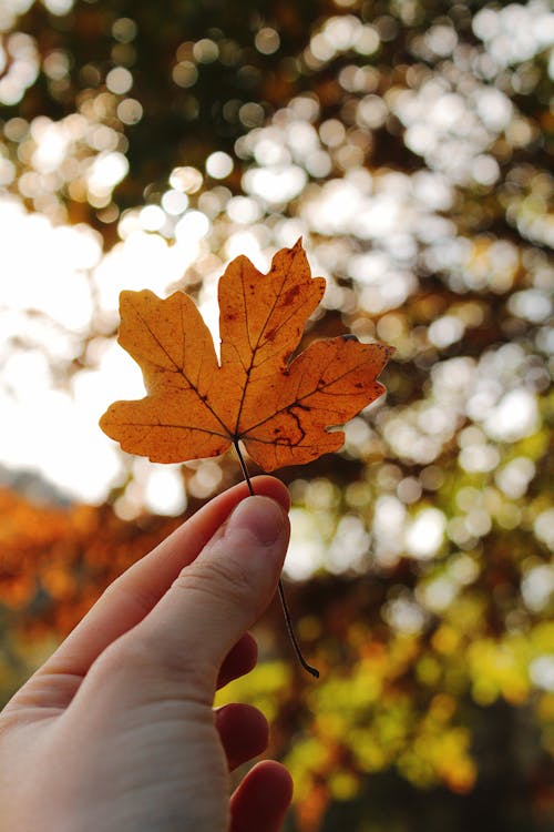 Fingers Holding Autumn Leaf
