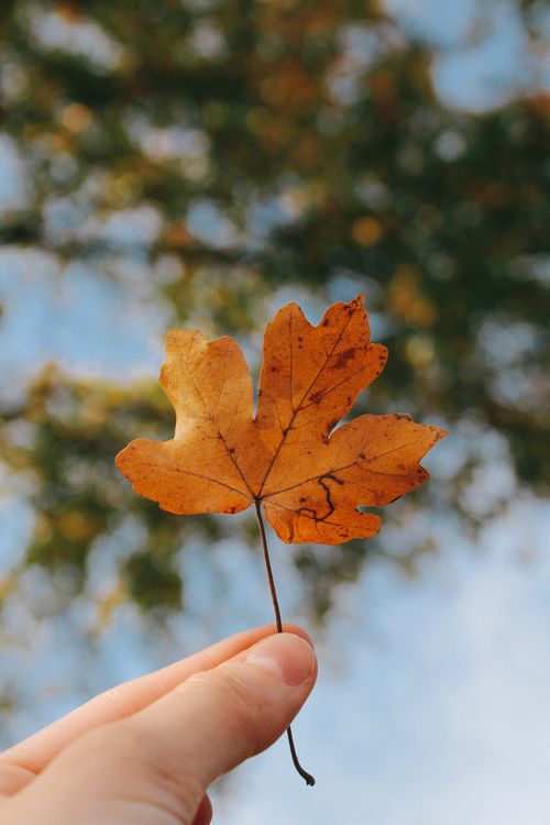 Free A close-up of a hand holding an autumn leaf against a blurred background, conveying a fall atmosphere. Stock Photo