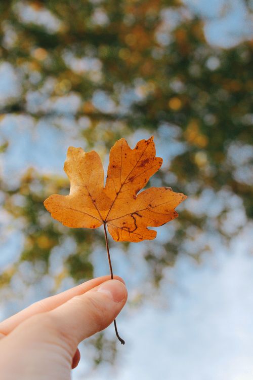 Free A close-up of a hand holding a single autumn leaf against a blurred sky background, symbolizing fall. Stock Photo
