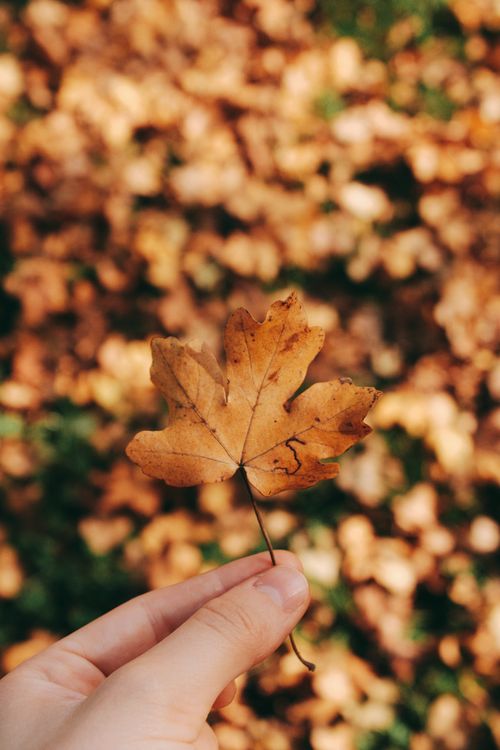 Free Close-up of a hand holding a single autumn leaf with a soft, blurred foliage background. Stock Photo