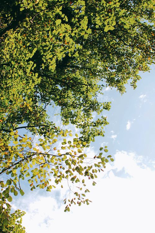 Free A beautiful low angle view of vibrant green tree leaves against a clear blue sky, capturing the essence of nature. Stock Photo