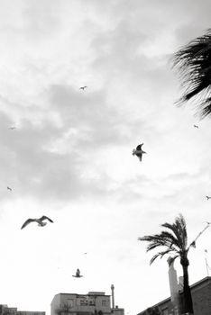 Black and white photo of birds flying over cityscape with cloudy sky.