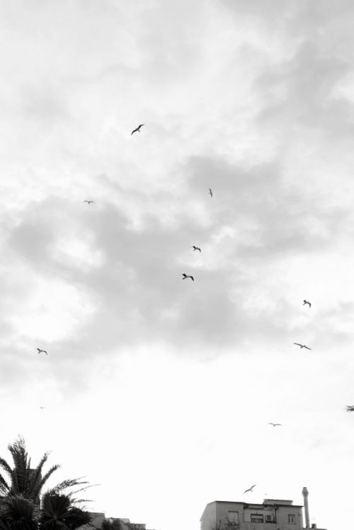 Free Dramatic black and white photo of birds flying amidst clouds over buildings. Stock Photo