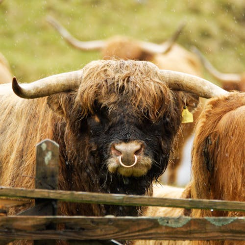 Kostenloses Stock Foto zu außerorts, bauernhof, bulle