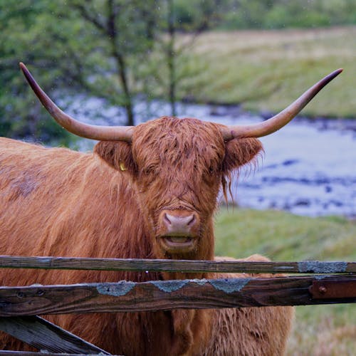 Gratis lagerfoto af brun ko, dyrefotografering, gård