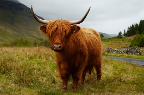 Imagine de stoc gratuită din animale domestice, bovine Highland, câmp