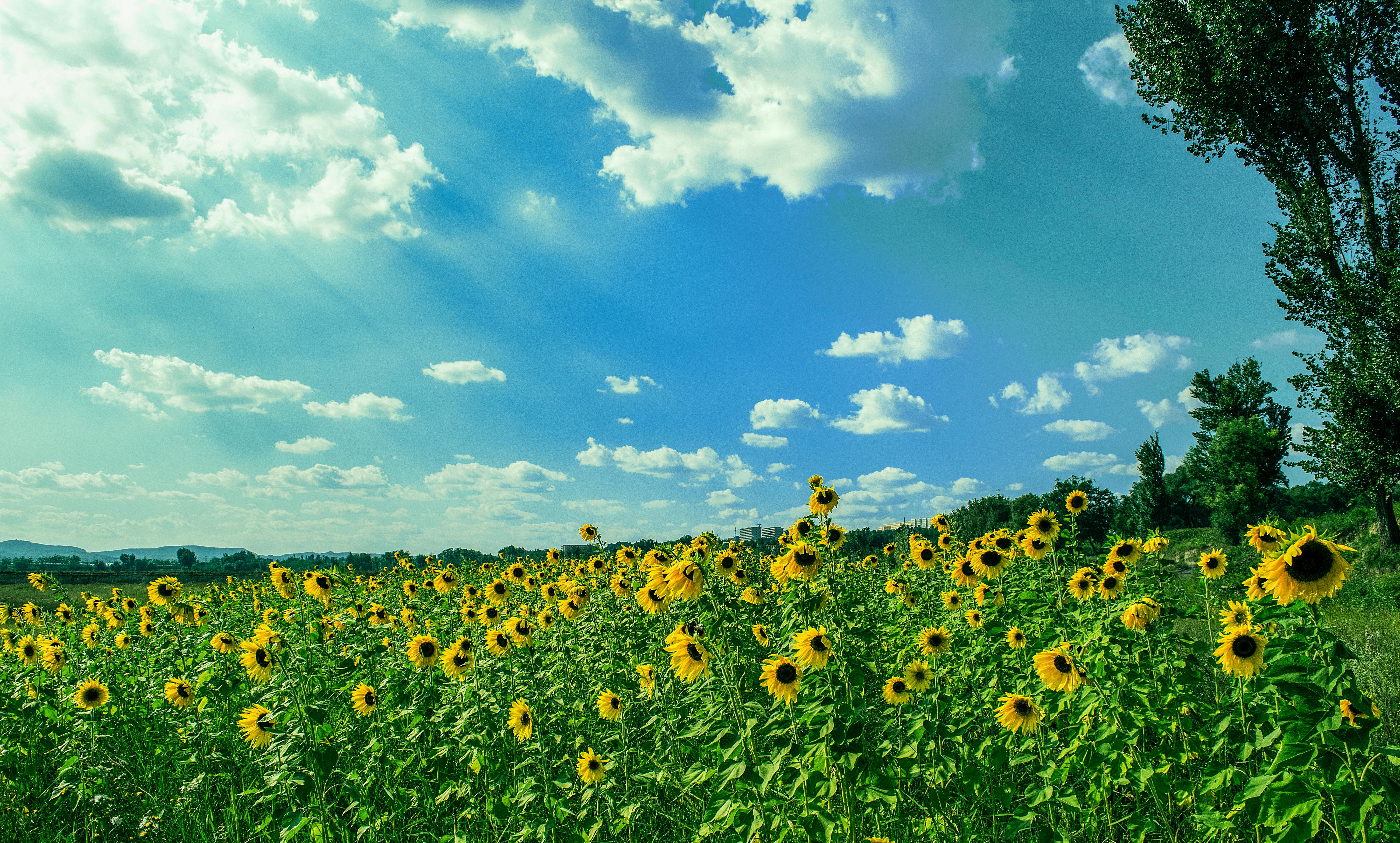 青と白の空の下で黄色いひまわり畑 無料の写真素材