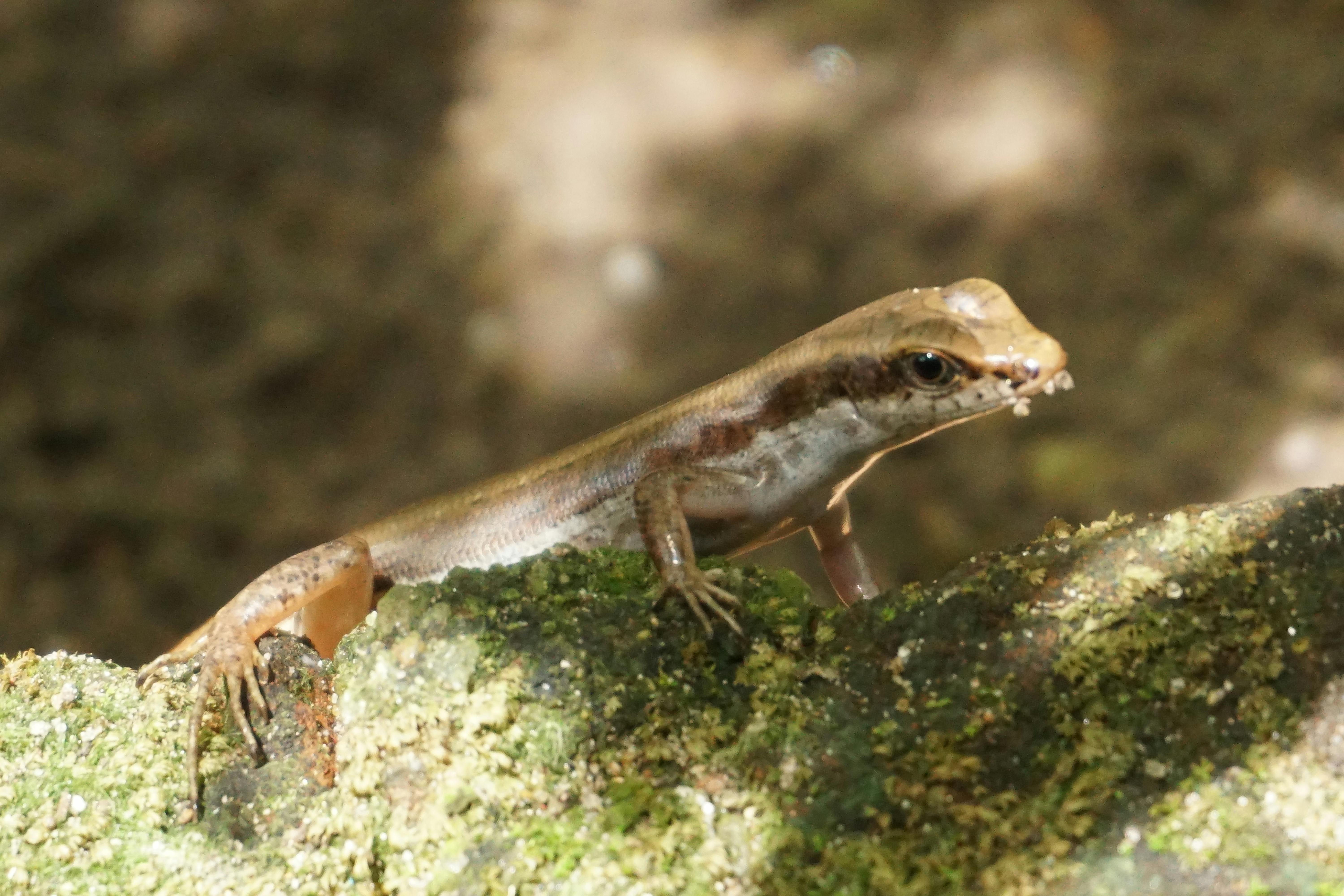 Foto Stok Gratis Tentang Fotografi Makro Hewan Reptil Kadal