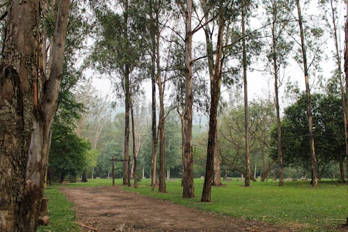 A Walkway in a Park 