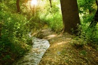 一条宁静的溪流穿过郁郁葱葱的森林，阳光点点洒落