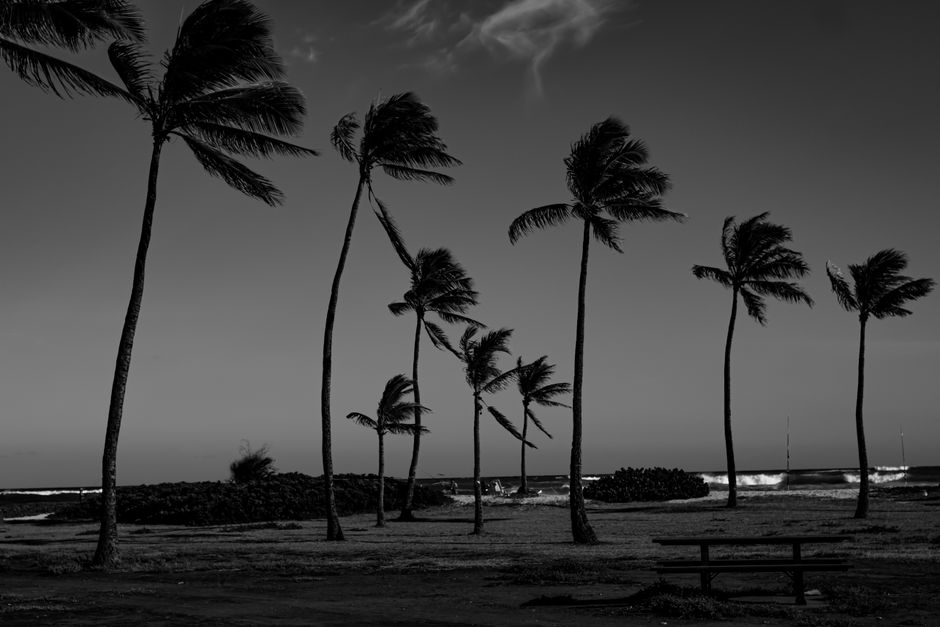 Silhouette of palm trees against the ocean on a windy evening in Honolulu, Hawaii.
