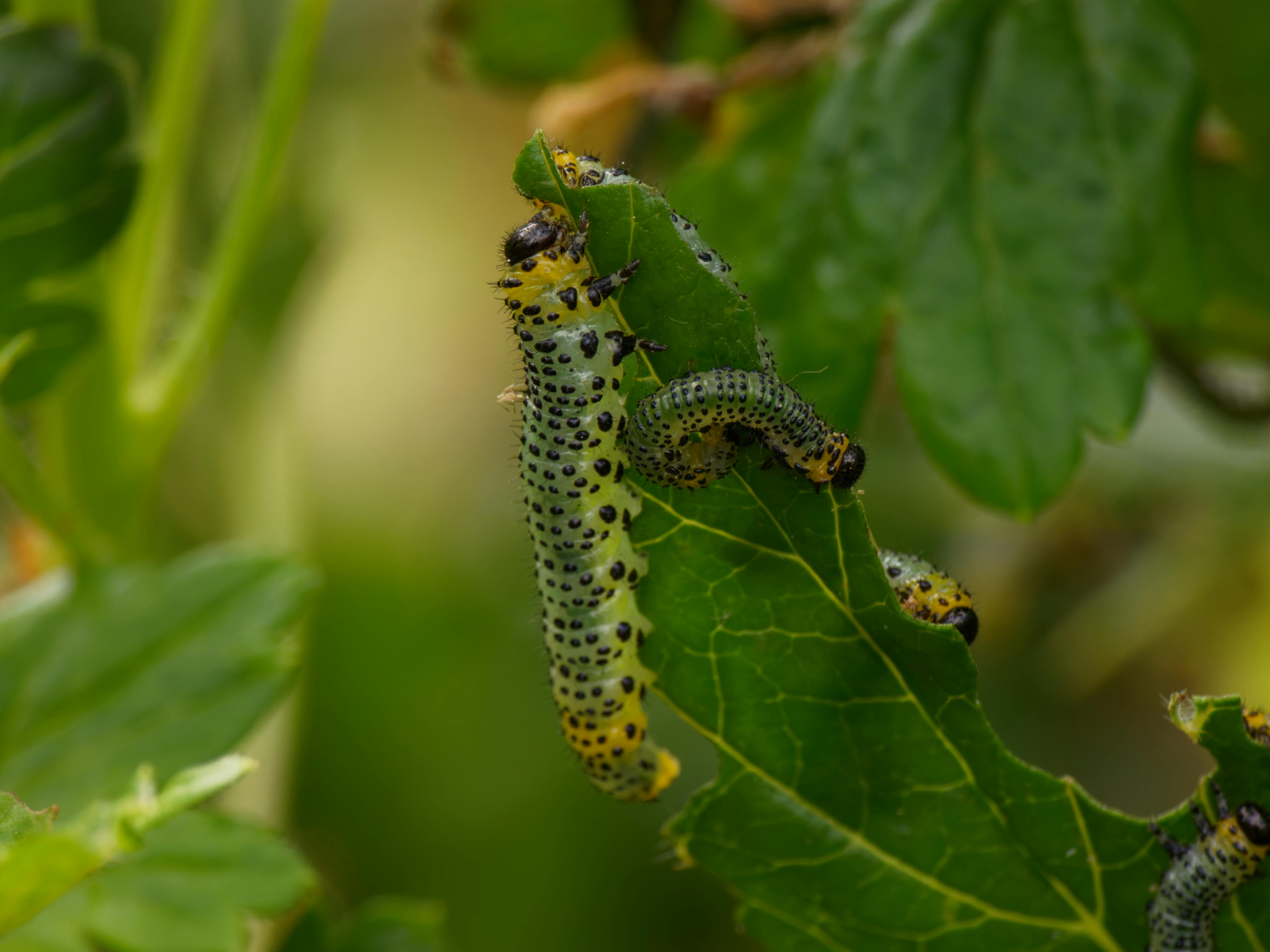 Close-up of Gooseberry Sawfly on Leaves · Free Stock Photo