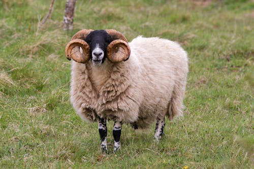 A Lonk Sheep on a Grass Field 