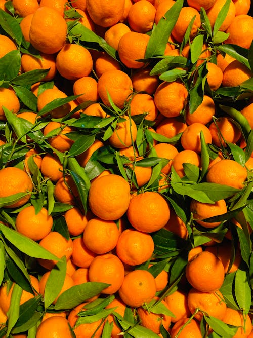 Close up of Sunlit Oranges