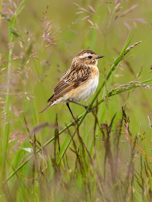 Small Whinchat Bird in Nature