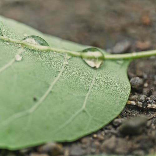 Ilmainen kuvapankkikuva tunnisteilla ekologia, h2o, kaste