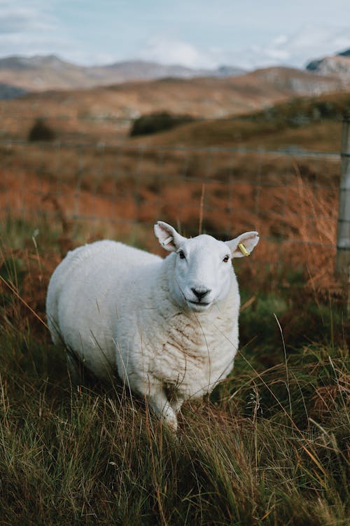 A Sheep on a Pasture 