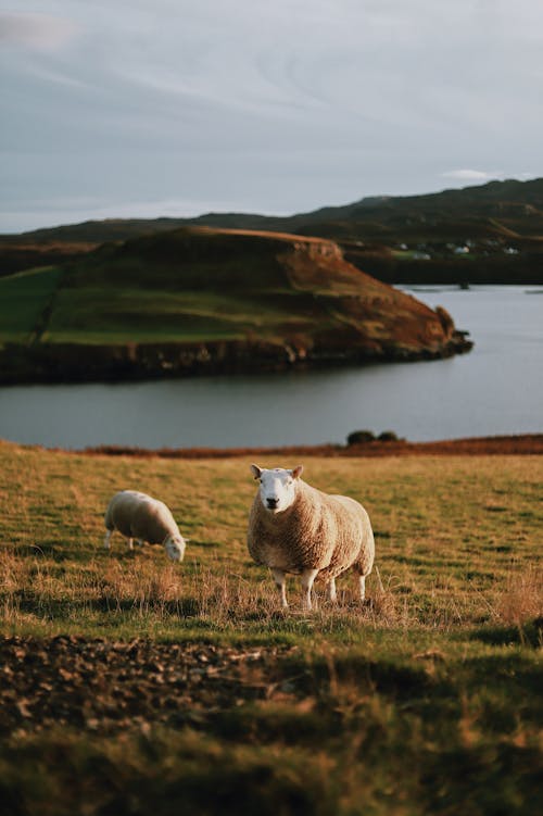 Fotobanka s bezplatnými fotkami na tému dedinský, hracie pole, ovca