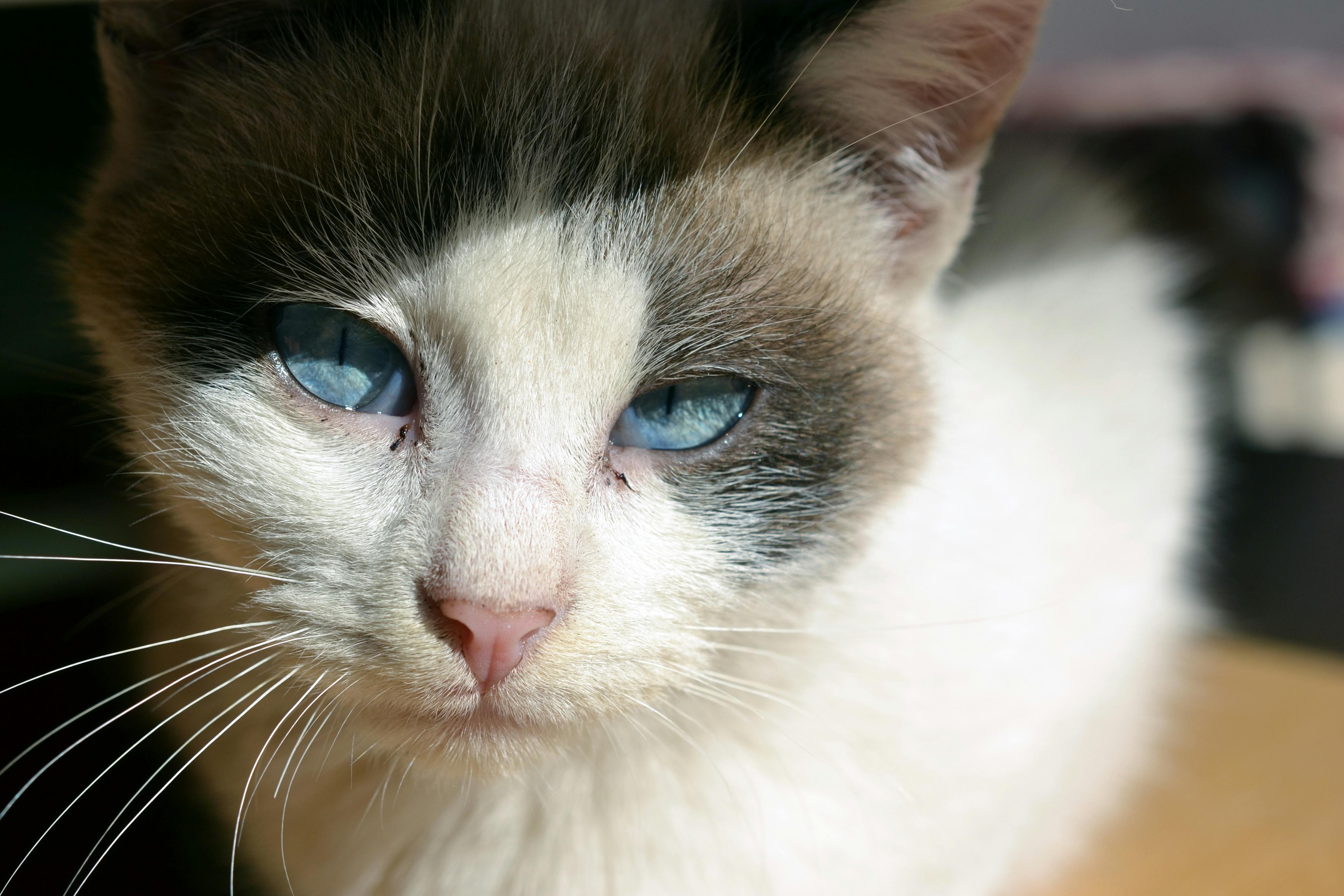 Free stock photo of animal, blue, blue eyes