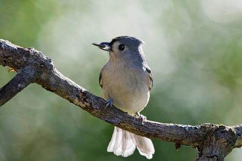 とまる, 動物, 房状シジュウカラの無料の写真素材