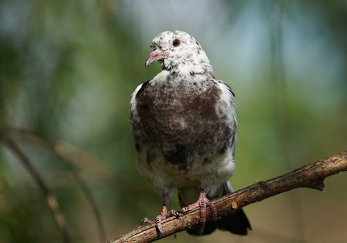 Pigeon on Branch