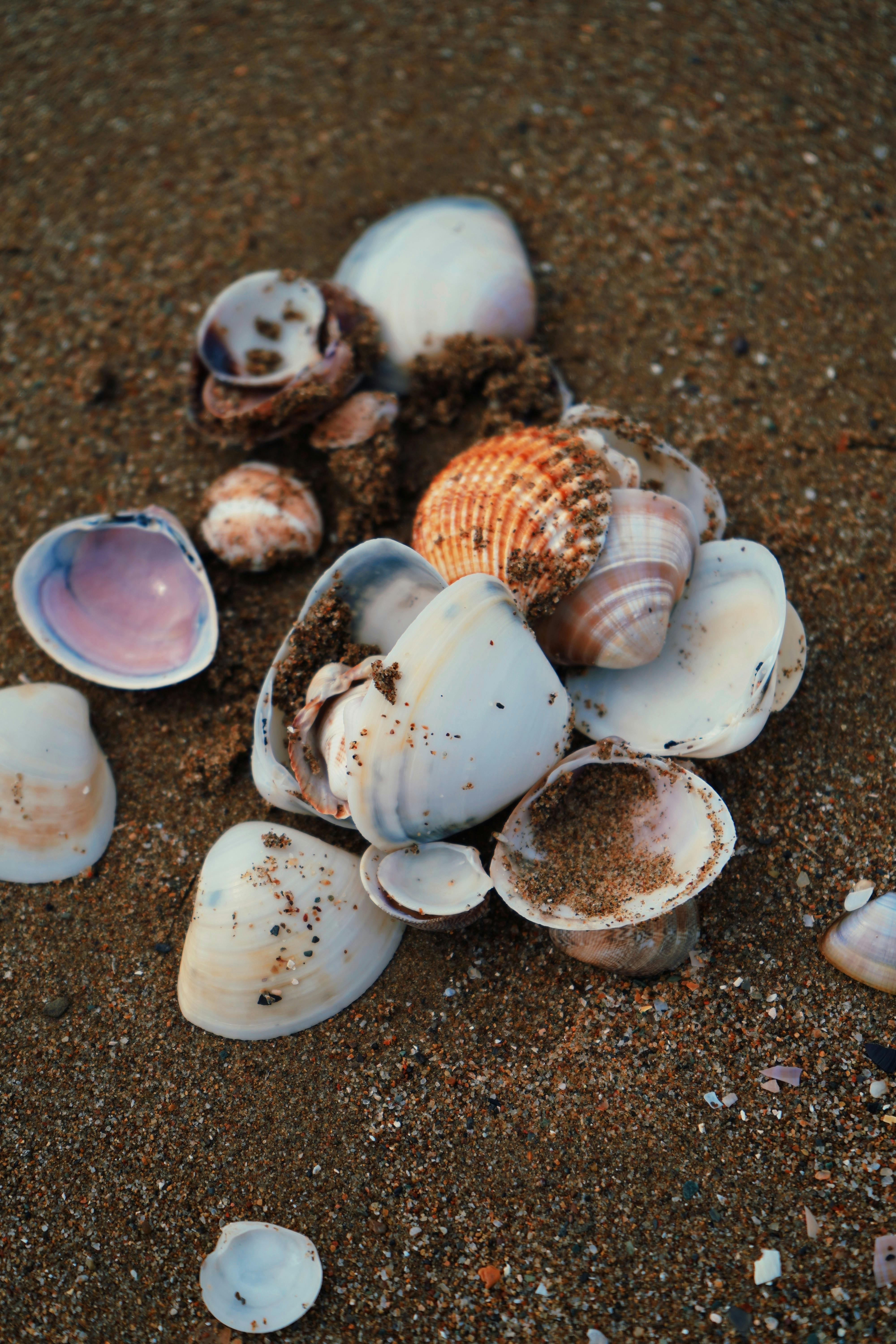 A collection of seashells on a sandy beach, perfect for coastal themes.