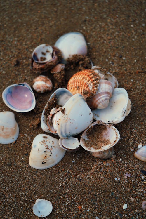 Fotobanka s bezplatnými fotkami na tému breh, morské mušle, morské pobrežie