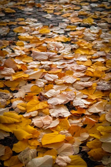 Colorful autumn leaves create a vibrant and textured natural carpet on a Berlin street.