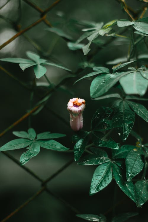 Foto stok gratis alam, basah, bunga tertutup