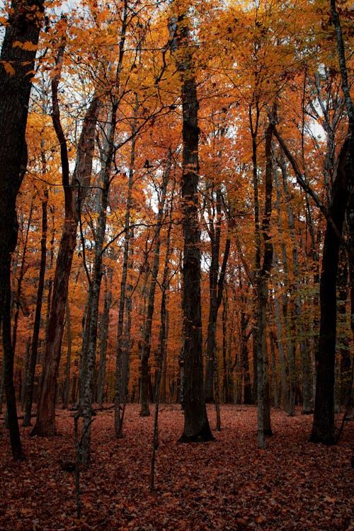 Бесплатное стоковое фото с апельсин, восточный теннесси, листопад