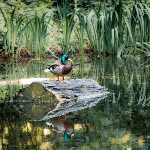 Drake Standing on a Log in the River