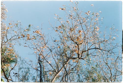 ポラロイド, ローアングルショット, 春の無料の写真素材
