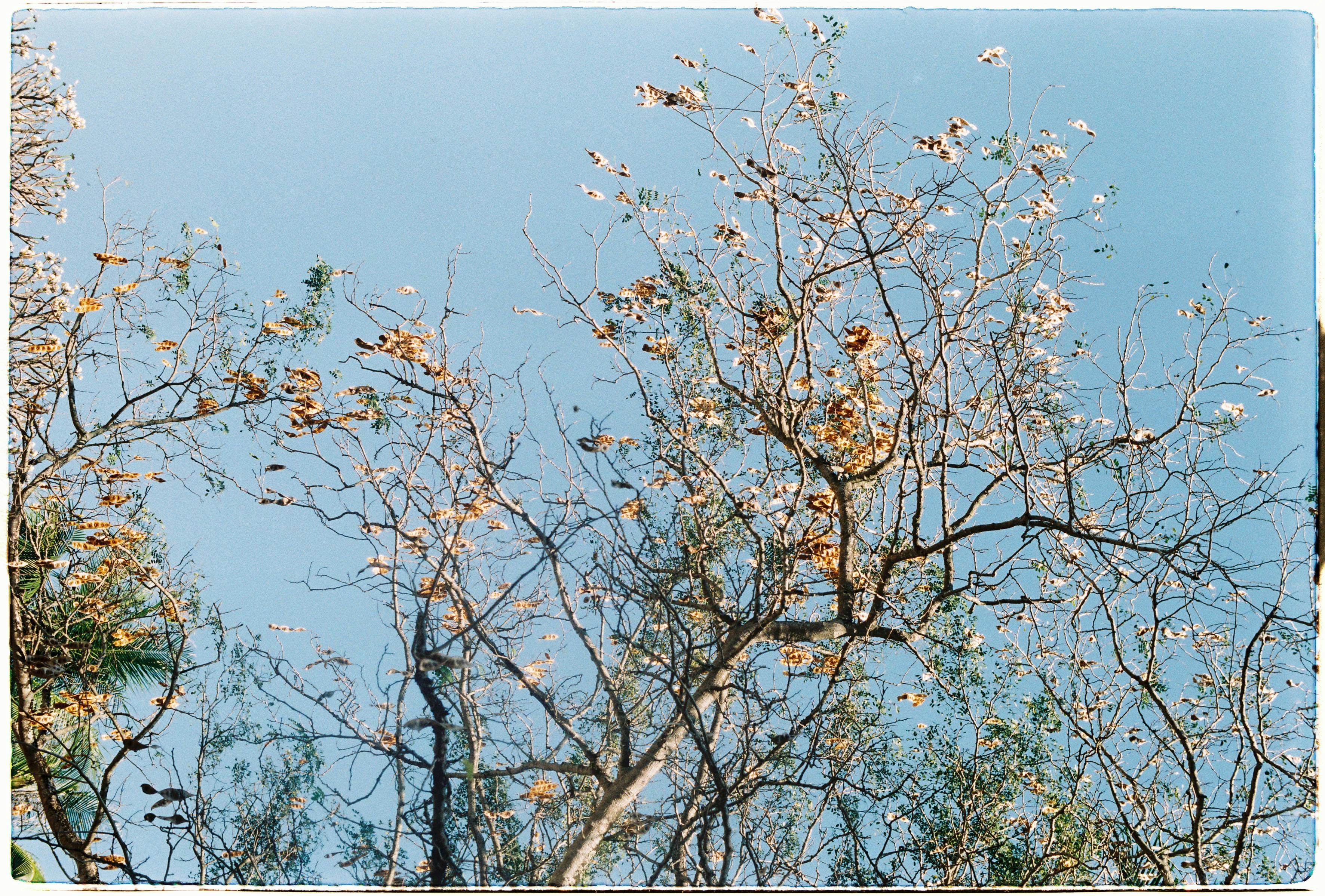Tree in Spring · Free Stock Photo