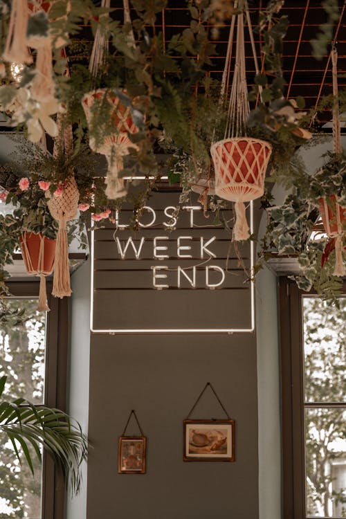 Plants on Ceiling and Neon Text on Wall in Cafe