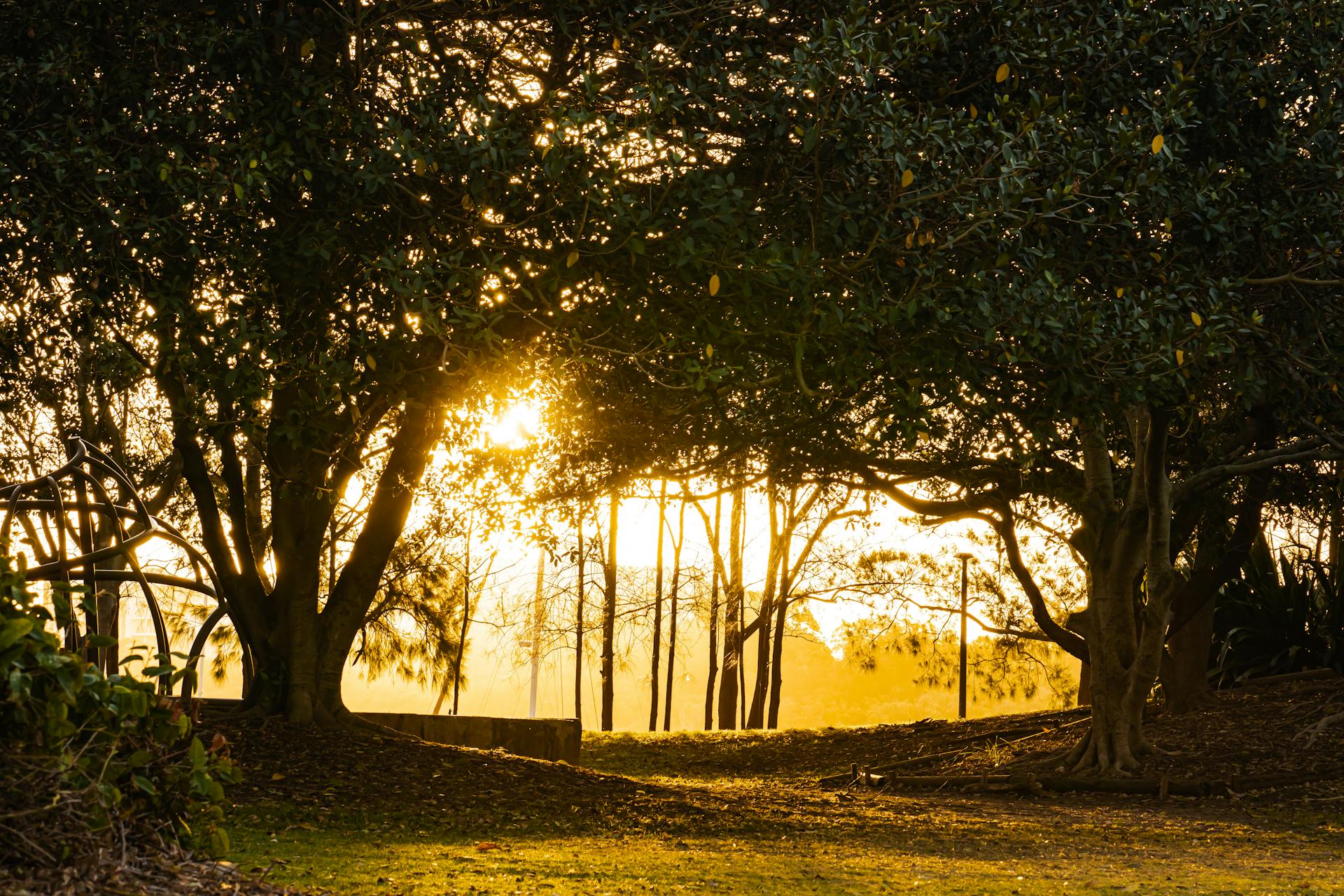 Warm golden sunset filtering through trees in a serene Sydney park, creating a magical landscape.