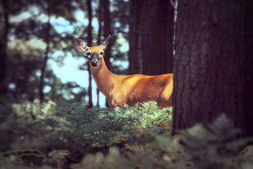 Photos gratuites de biche, cerf, forêt